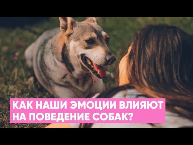 Как наши ЭМОЦИИ влияют на ПОВЕДЕНИЕ собаки? Собака - зеркало хозяина 