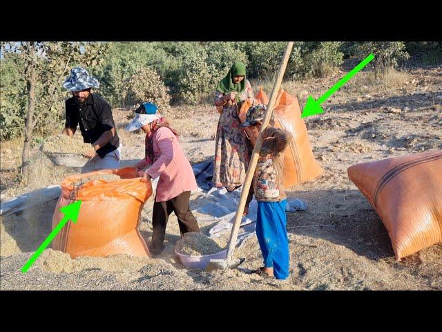 Nomadic Family:Collecting Agricultural Produce by Ayub and His Family in Extreme Heat