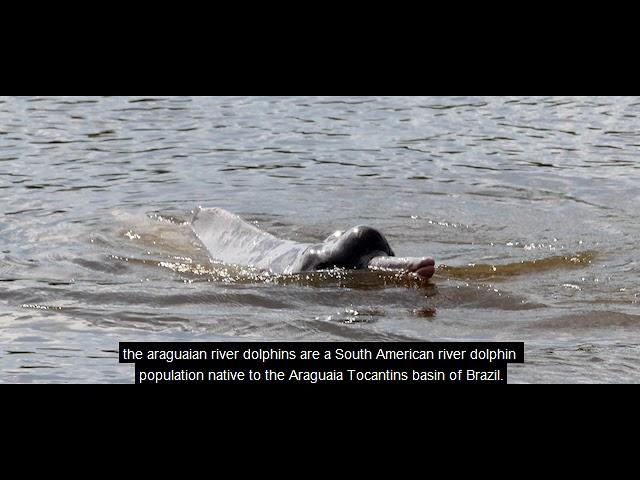 river dolphin is a polyphyletic group of fully aquatic mammals that reside exclusively in freshwater