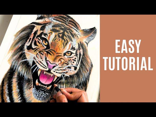 How To Draw Tiger | Color Pencil Tutorial