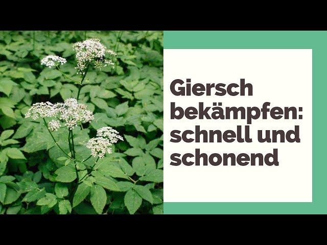 Giersch bekämpfen: schnell und schonend