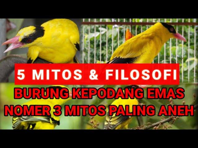 Mitos dan filosofi burung kepodang emas yang bikin kagum