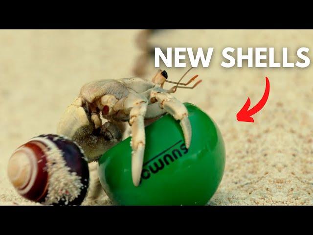 Japanese Company Gives Hermit Crabs New Shells