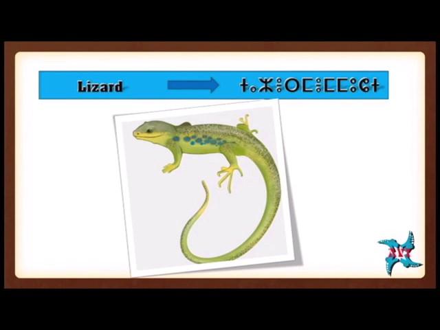 Learn Tamazight, Berber language vocabulary - animals, insects, fish