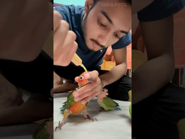 Birds hand feeding problem  birds hand feeding #birds #handfeed #minivlog #shortsfeed