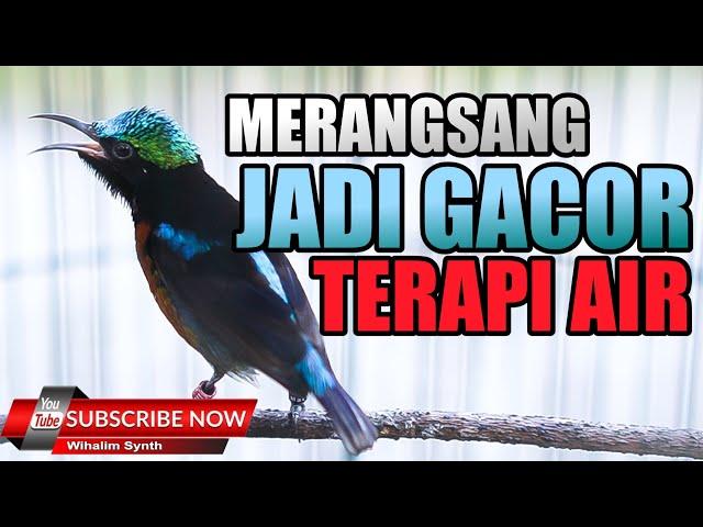 TERAPI KONIN AGAR CEPAT GACOR ! FULL AUDIO PIKAT DAN TERAPI AIR - PANCINGAN MASTERAN KONIN BUNYI