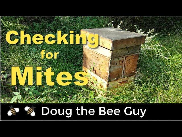 How to check for varroa mites in a beehive