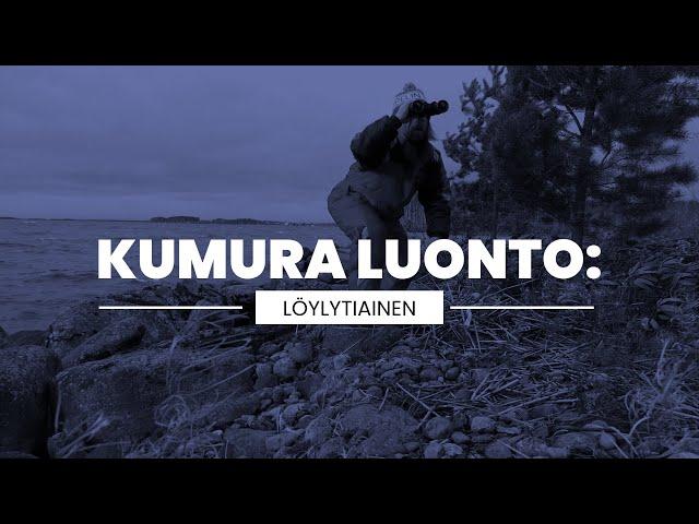 Kumura luonto: Löylytiainen