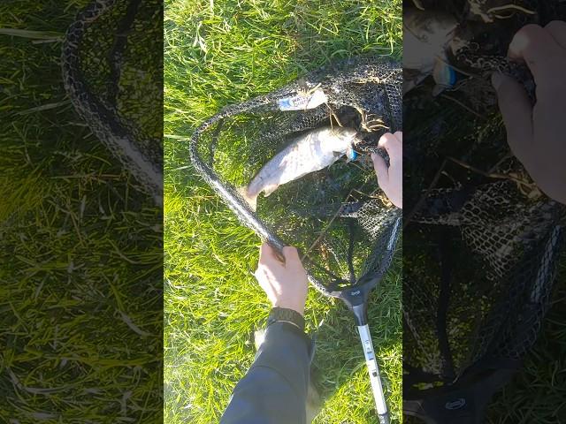 Ловля форели на Кренки! Форель сходит с ума от этой приманки!