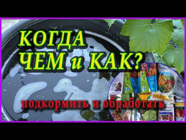 Обработка и подкормка ВИНОГРАДА перед ЦВЕТЕНИЕМ!