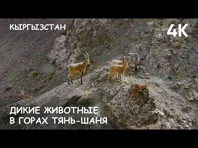 Мир Приключений - Дикие животные в горах Тянь-Шаня. Кыргызстан. 2024 г.