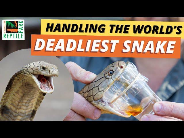 Handling One Of The World's Deadliest Snake | Giant King Cobra's Annual Health Check