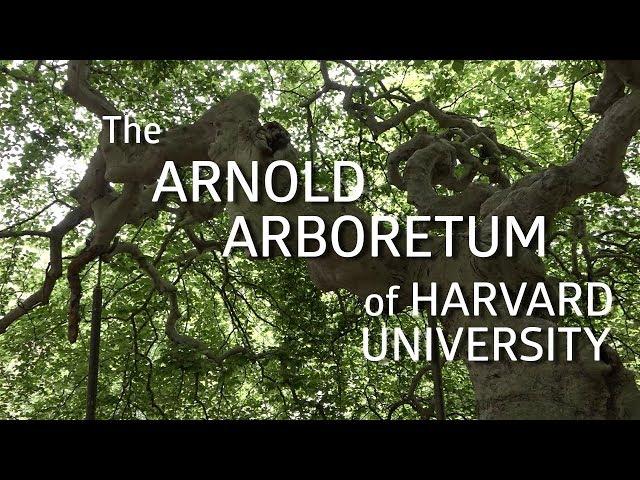 The Arnold Arboretum of Harvard University!