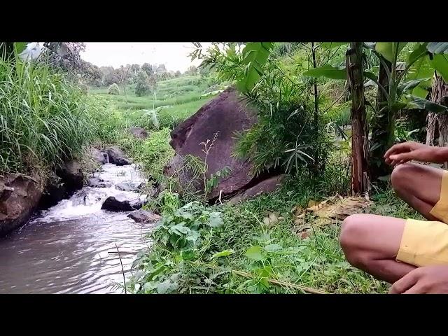 Berburu limbata di sungai #limbata#cannalimbata