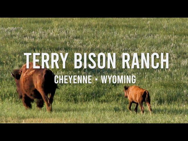 Terry Bison Ranch // Cheyenne