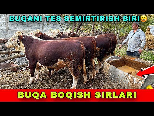 BUQA BOQISH SIRLARI ️91-206-22-84 ZODLI SEMIZ BUQADAN FOYDA QANCHA