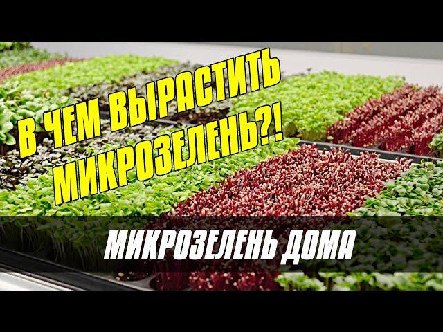 В ЧЕМ ВЫРАСТИТЬ МИКРОЗЕЛЕНЬ В ДОМАШНИХ УСЛОВИЯХ