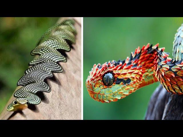 Most Unique Animals In The World