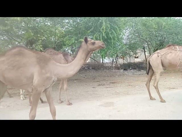 Camel Convoy: A Family Journey on Hooves (But Not Quite!) #camels #travel #adaptation