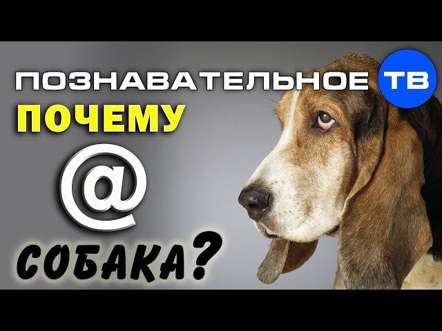 Почему @ собака? (Познавательное ТВ, Артём Войтенков)