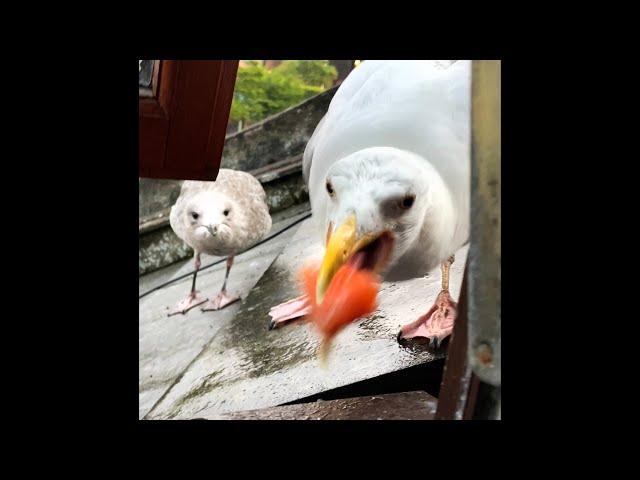 Baby Seagull Fights His Papa For Stealing Food...