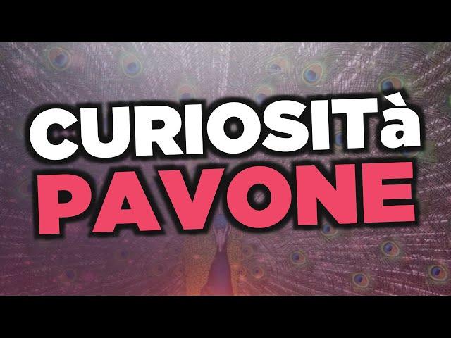 Curiosità sul pavone