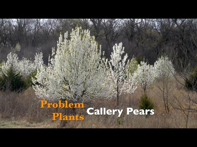 Problem Plants: Callery Pears