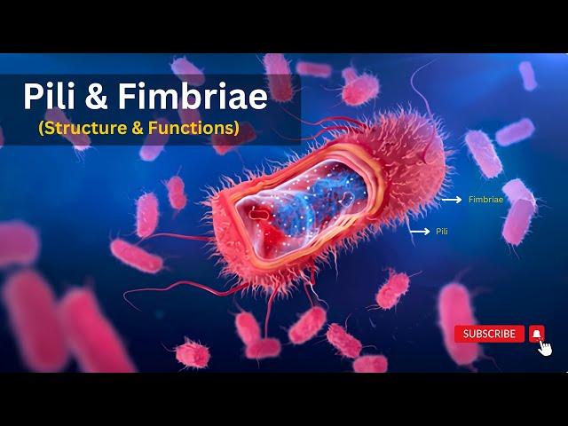 Pili structure and functions, Unveiling the Wonders of Pili: Structure and Functions Explained!