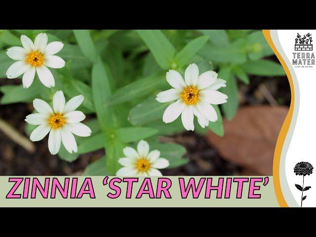 ZINNIA 'STAR WHITE': Care Guide and Tips for Stunning Blooms  (Zinnia angustifolia)