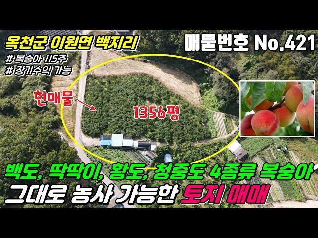 [옥천토지] No.421 충북 옥천군 이원면 백지리 - 백도, 딱딱이, 황도, 청중도 4종류 복숭아 그대로 농사 지을 분! 장기수익 가능한 토지 매매