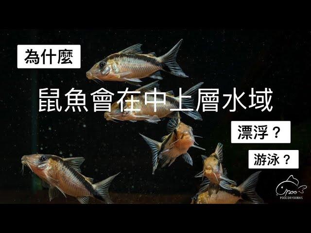 鼠博館：鼠魚小知識快問快答～為什麼鼠魚會在空中、水面漂浮？