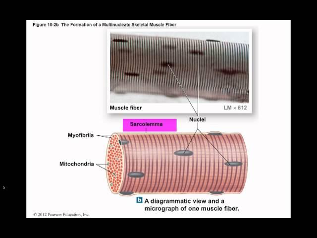 Ch 10 Muscle Tissue.mp4