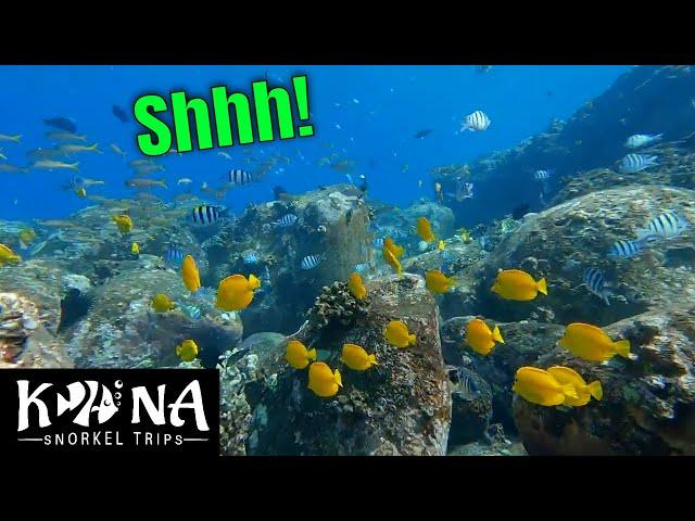 Secret Kona Snorkeling Spot! - Where to Snorkel on Big Island | Kona Snorkel Trips