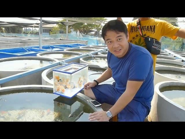 Award Winning T-yai Lumlukka Goldfish Farm Tour Thailand (English Version)