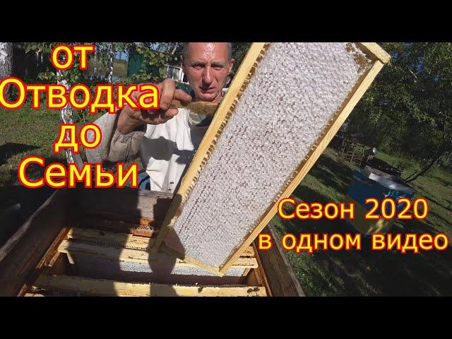 От Отводка до Пчелосемьи. Сезон 2020 в одном видео!