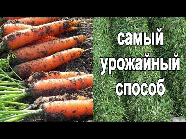 101. Морковь - небывалый урожай! Чудеса мульчирования свежескошенной травой.