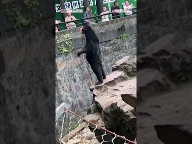 A zoo in China is denying that its bears are people dressed in costumes.