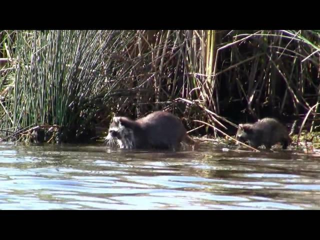 Raccoons Fishing