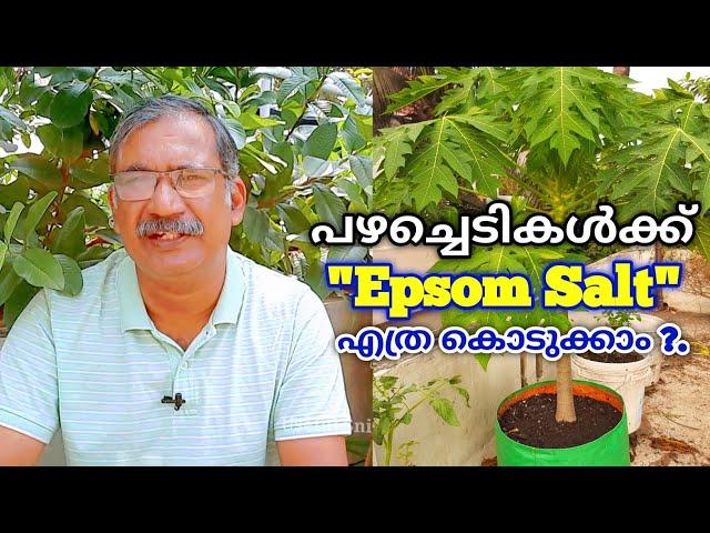 പഴചെടികൾക്ക്  " Epsom Salt " കൊടുക്കേണ്ട വിധം  | Fertilizer for Fruit Plants Malayalam | QA - 80