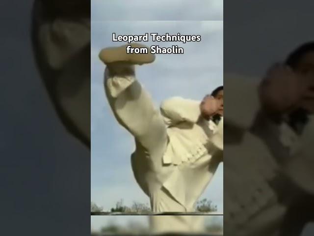 Leopard Techniques from Shaolin #kungfu #martialarts #shaolinkungfu #shaolin