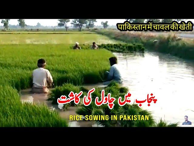 Rice Farming | How Rice grow | Rice Seedling Shifting Process | Pakistan Punjab Village Life