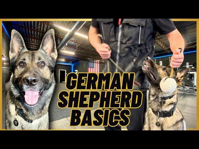 German Shepherd BASIC Training! A LEASH + A BALL!