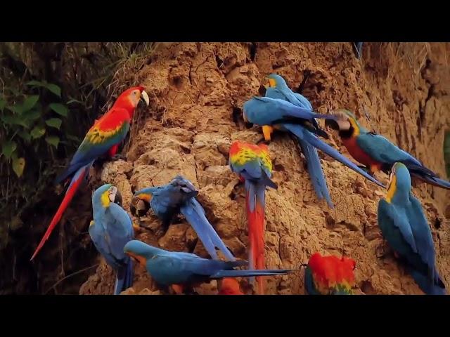 Documentary of Macaws parrots / Natural wild life( jungle life of  Large parrots).