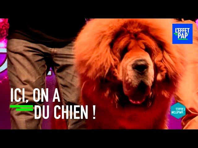 Ma chienne de vie chez les milliardaires