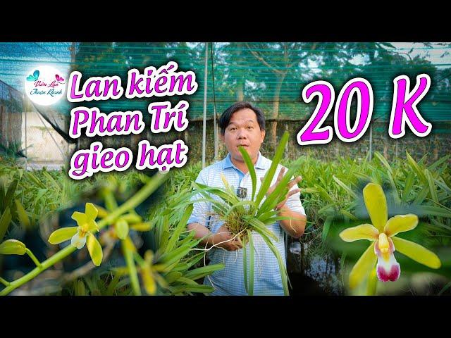 HOA LAN KIẾM PHAN TRÍ GIEO HẠT 20K GIÁ RẺ QUÁ RẺ