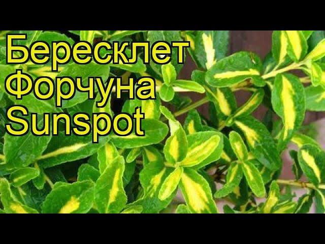 Бересклет форчуна Санспот. Краткий обзор, описание характеристик euonymus fortunei Sunspot