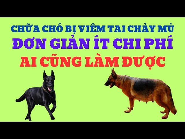 Chữa Chó Bị Viêm Tai Chảy Mủ Đơn Giản Ít Chi Phí Ai Cũng Làm Được