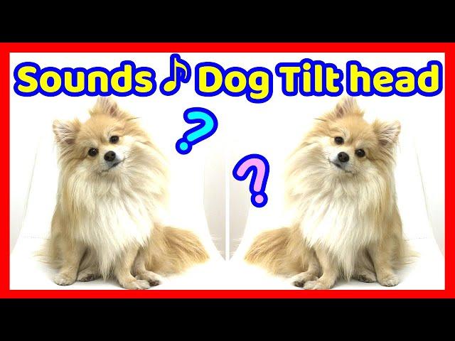 Sound that makes Dog Tilt head(Guaranteed)Sound that attract DogDog Socialization[Sound source]