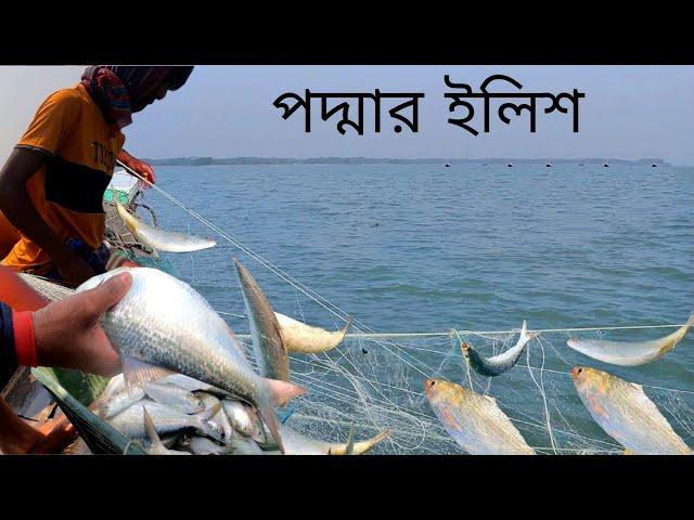 তাজা ইলিশ ধরতে গিয়ে কি হলো দেখুন || Live Hilsha Fish catching | DN Eyes | Sundarban fishing