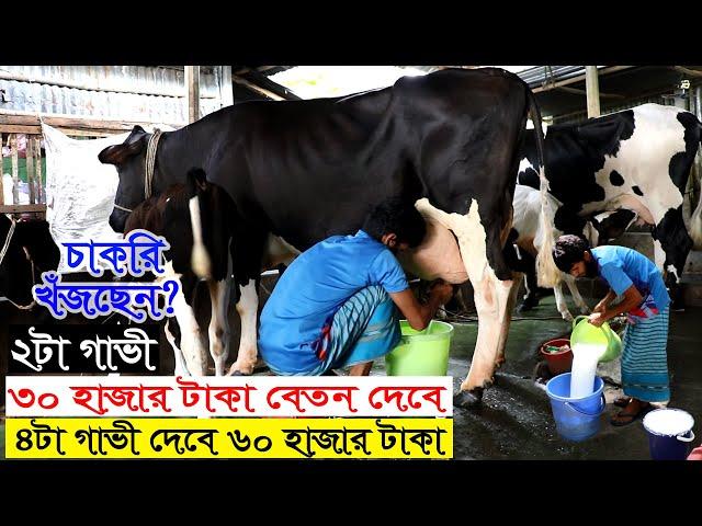 ভালো জাতের দুগ্ধ গাভী চেনার উপায় | ২টা গাভি থেকে মাসিক আয় ৩০ হাজার টাকা | গাভীর খামার সফল মোস্তফা